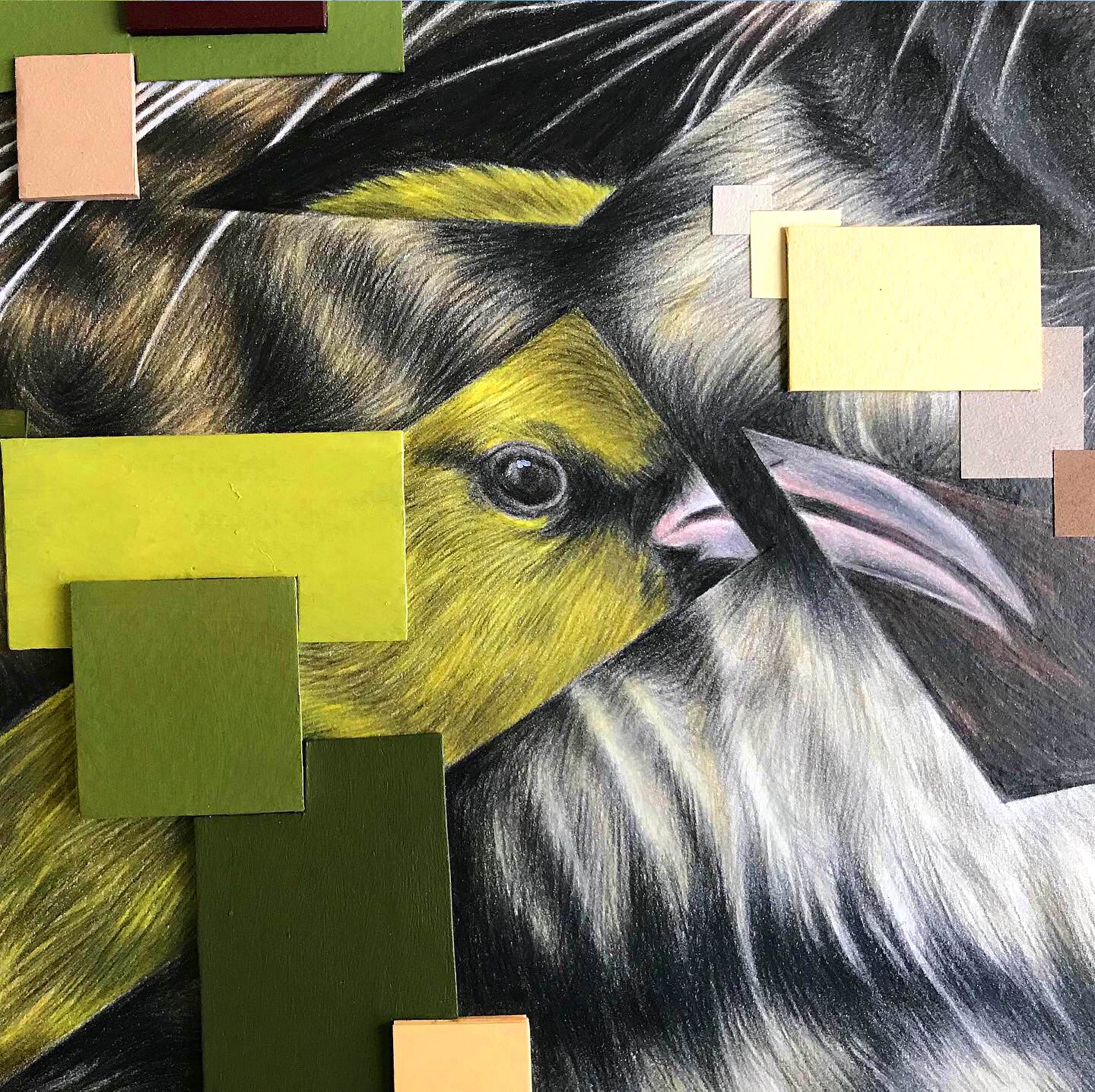 Tropical Amakihi bird details collaged into leopard neck