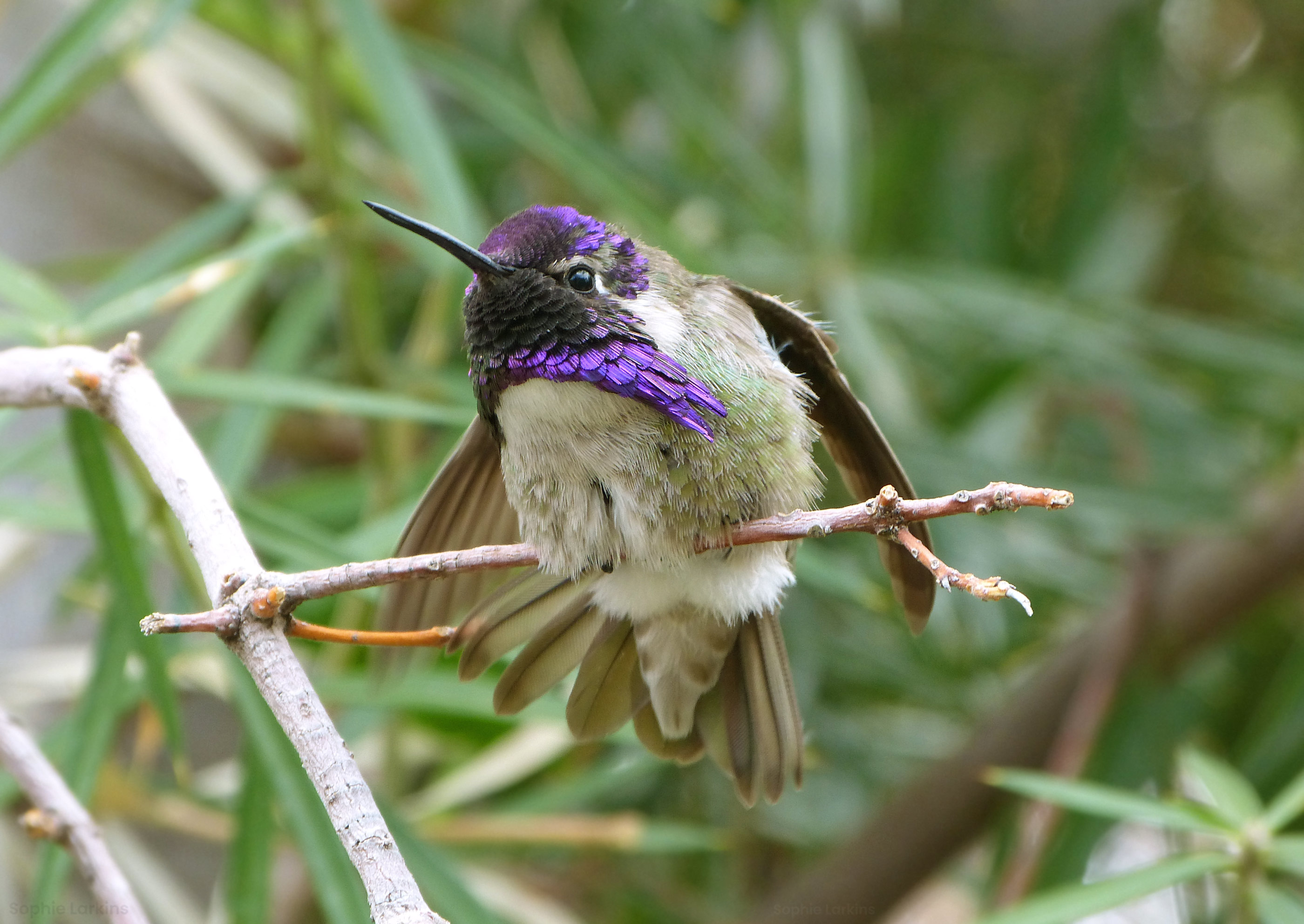 Photograph of a male Costa's Hummingbird with wings open displaying it's bright purple head plumage 