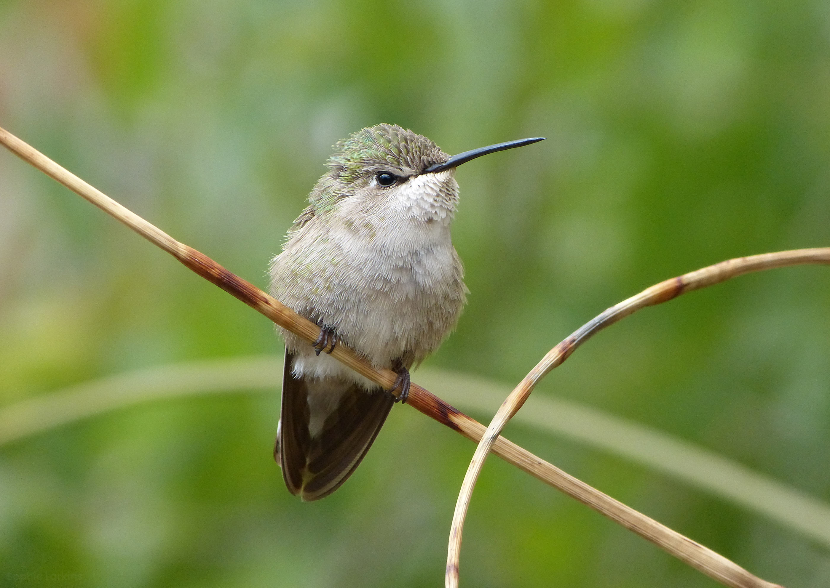 close up photograph of a female Anna's hummingbird perched on a twig