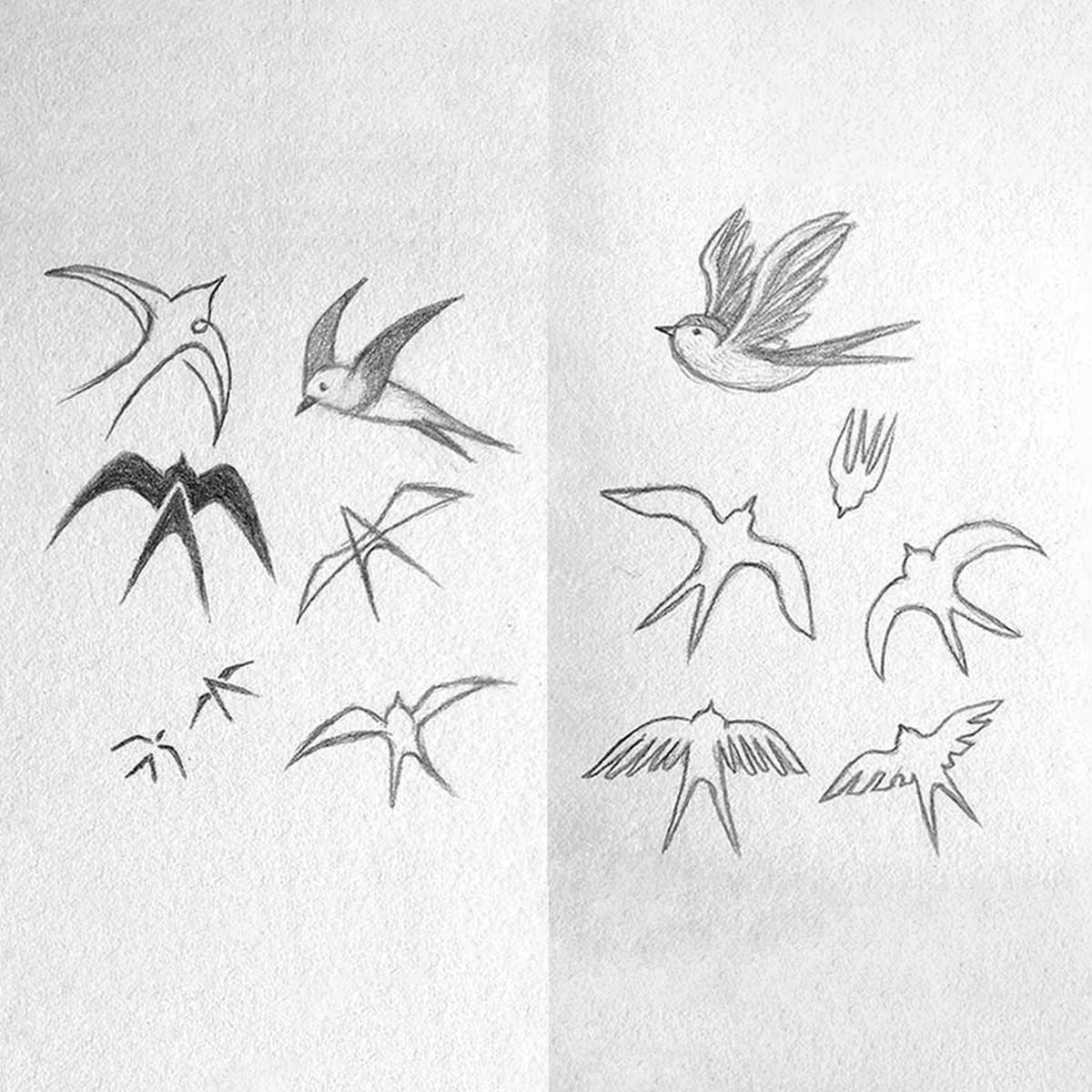 swooping swallow bird logo sketches