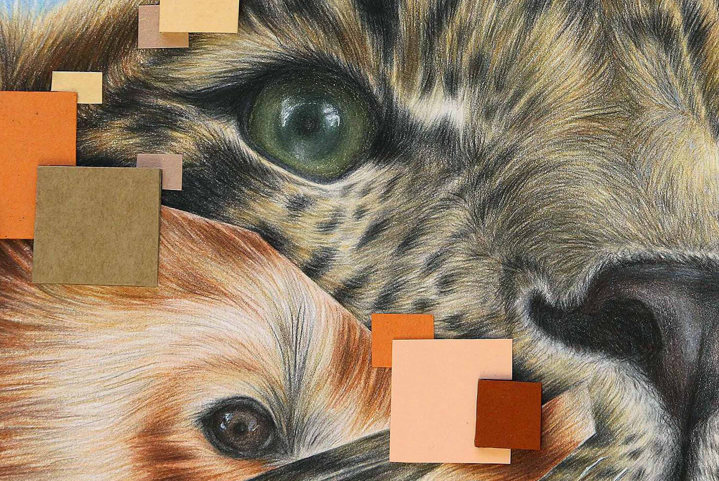 closeup of leopard eyes, nose and whisker details with red panda eye collaged into left side of face