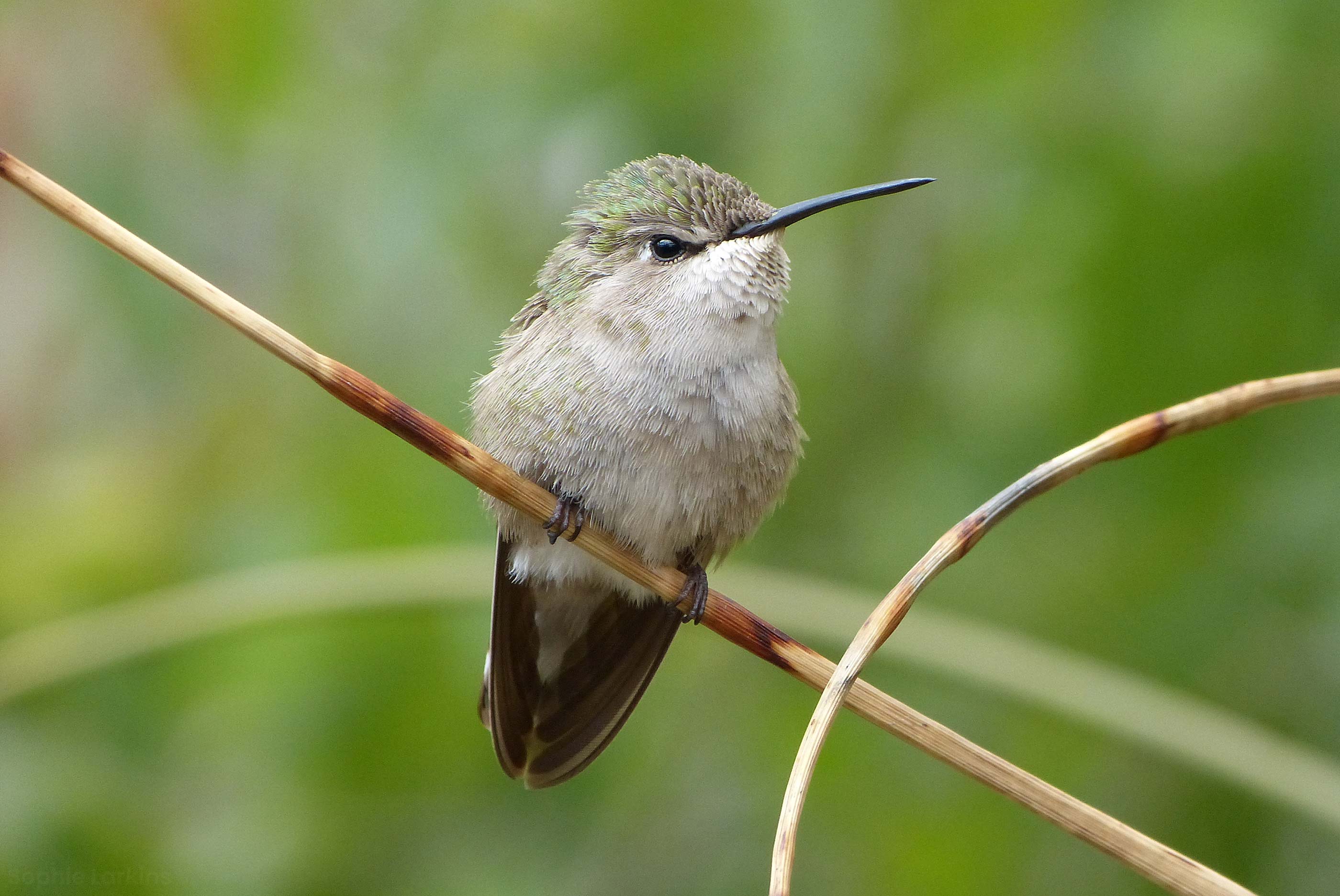 My hummingbird photo that inspired the logo