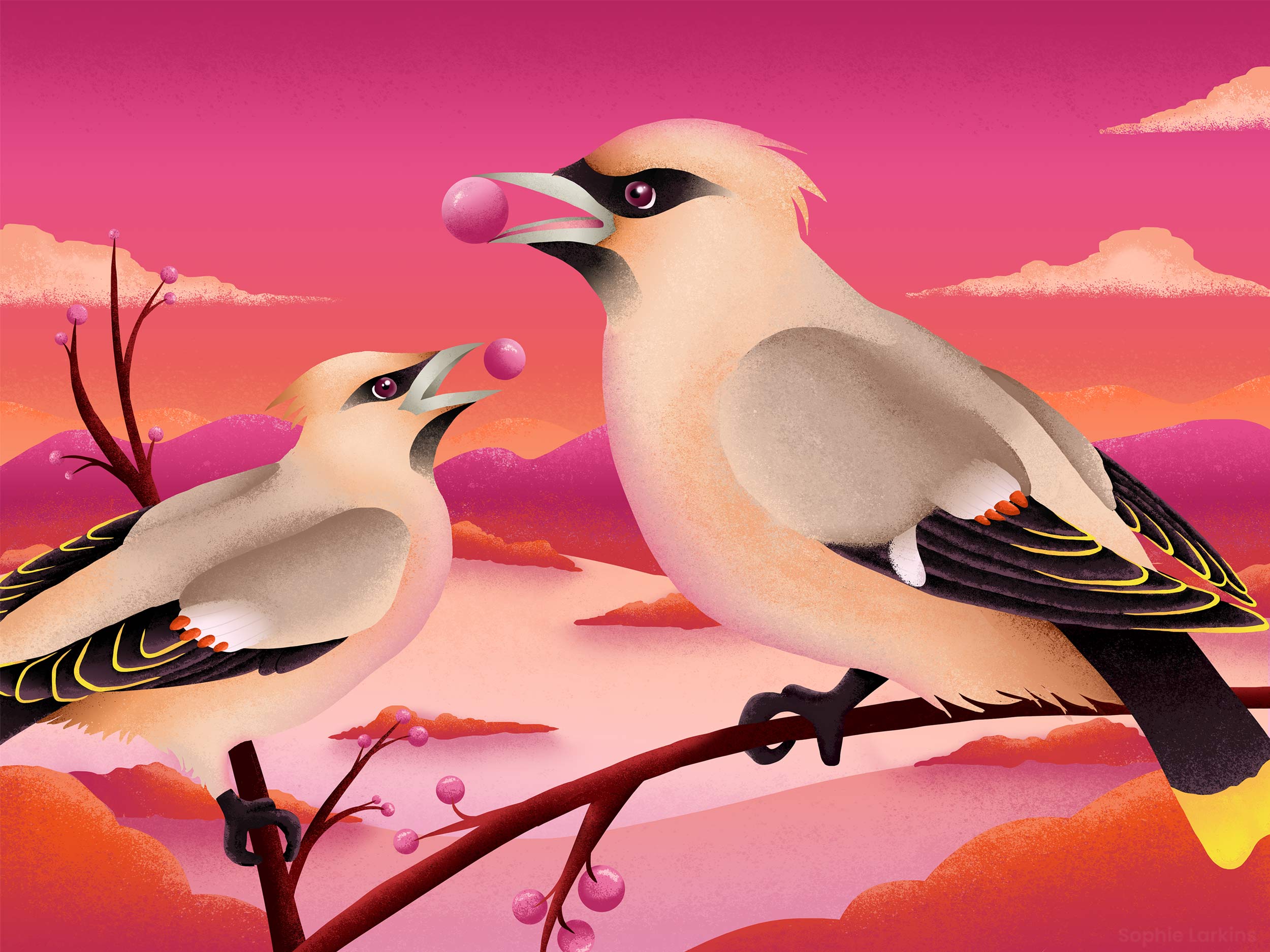 Two Waxwing birds perched on branches eating berries with a saturated pink and orange countryside background