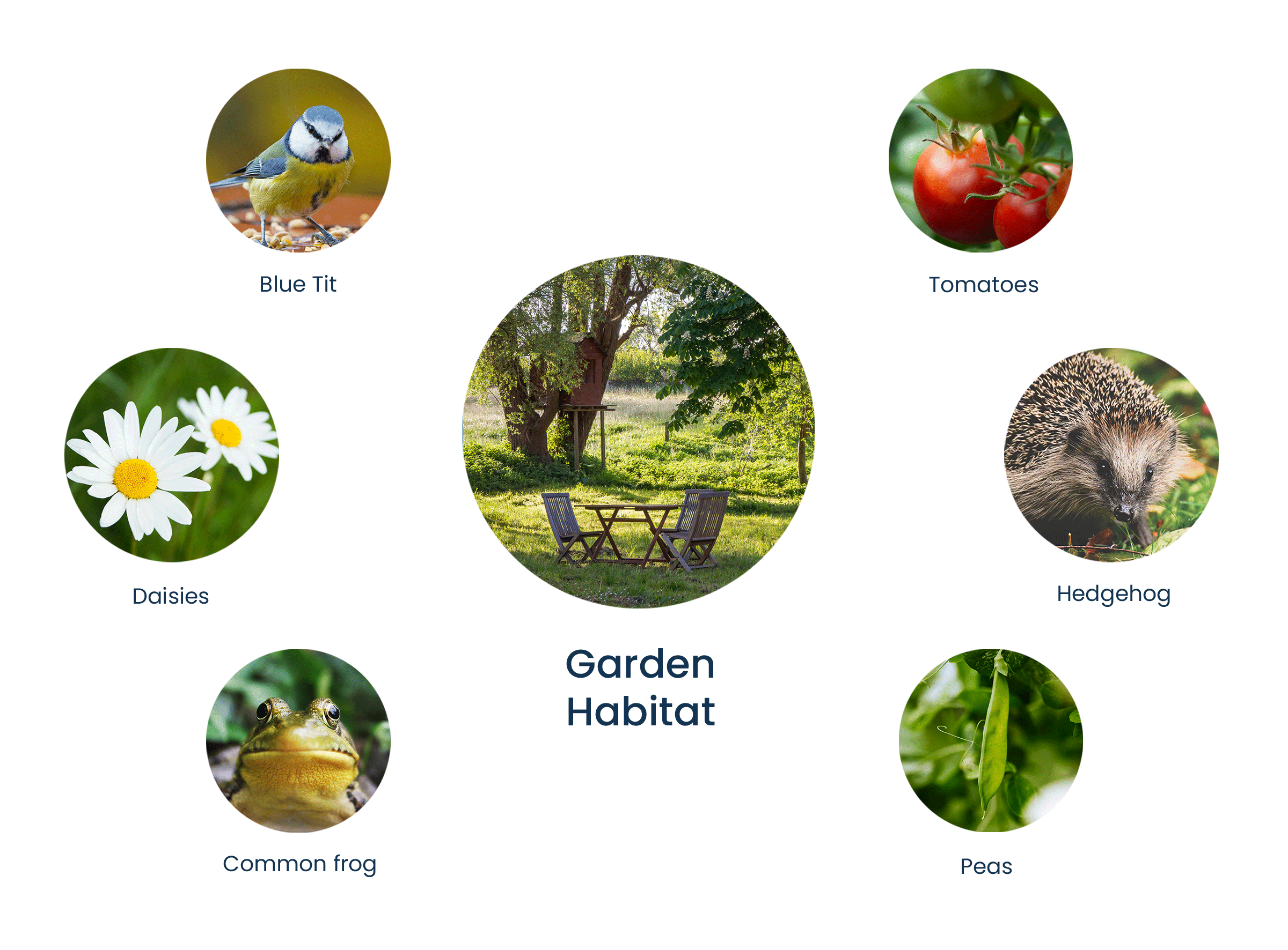 garden habitat and flora and fauna