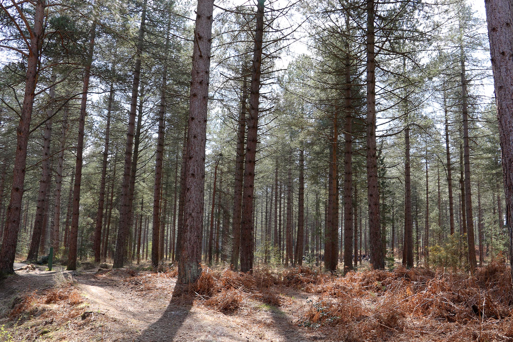 moors valley photographs